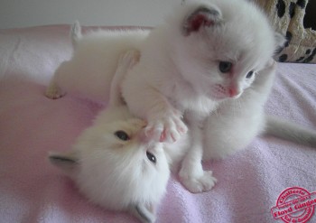 chatons ragdoll mâles blue bicolour - 22 jours - Chatterie Ragdolls du Val de Beauvoir